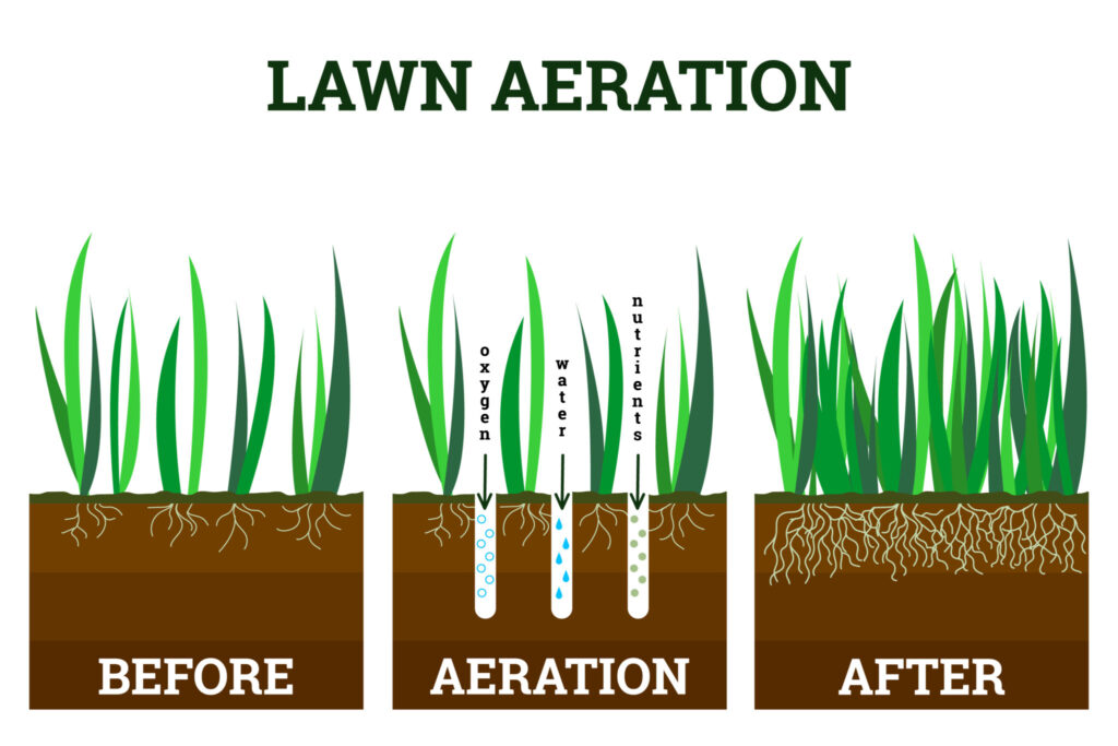 Illustration of stages of lawn aeration. Before and after images showing how aeration allows water, air, and fertilizer to enter the soil through perforated holes.